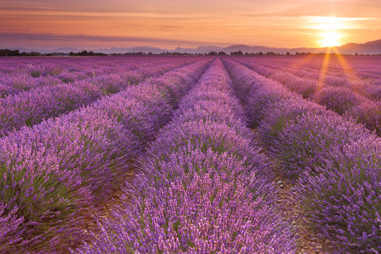 Fototapeta Wschód słońca nad polami lawendy w Provence, Francja