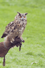 Hibou grand duc