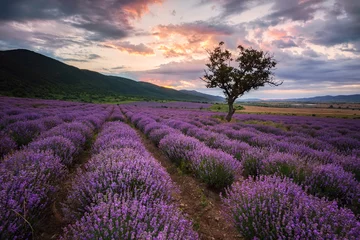 Photo sur Plexiglas Aubergine Aube lavande. Paysage magnifique avec champ de lavande au lever du soleil, Bulgarie.