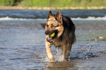 German Shepherd retrieving ball from water, Italy