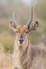 Waterbuck (Kobus ellipsiprymnus), Kruger Park, South Africa