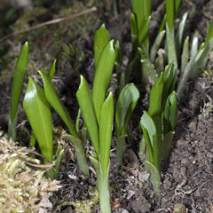 Obraz premium Baerlauch; Allium; ursinum