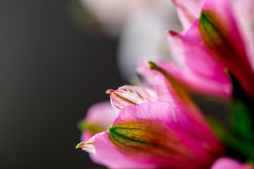 blurry and abstract images of beautiful flowers alstroemeria