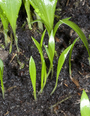 Baerlauch; Allium; ursinum