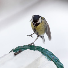 tit in winter