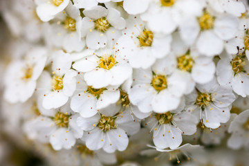 White Spiraea flowers