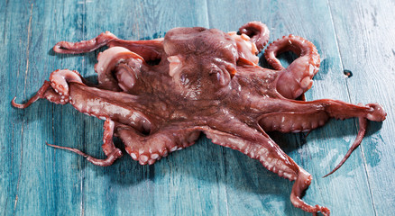 Octopus 