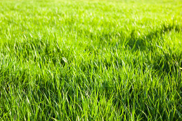 Green grass in the sunshine