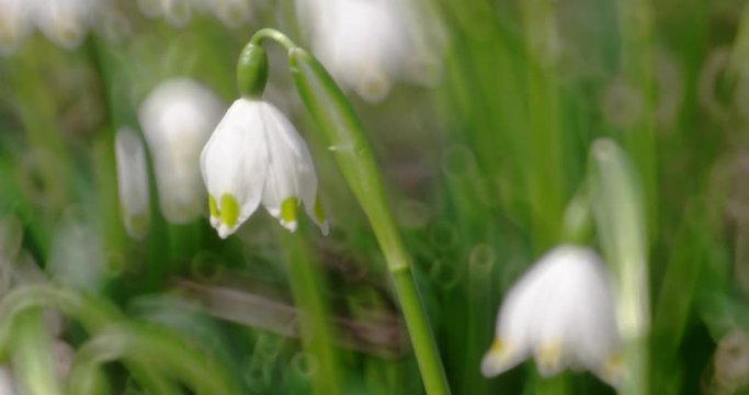 Early Spring Snowflake Flowers in March, Leucojum Vernum, Group With Purple Crocuses (Saffron)