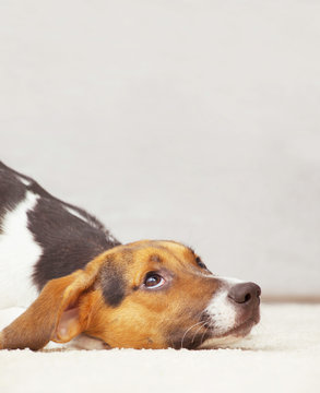 Cute puppy feeling guilty and copy space