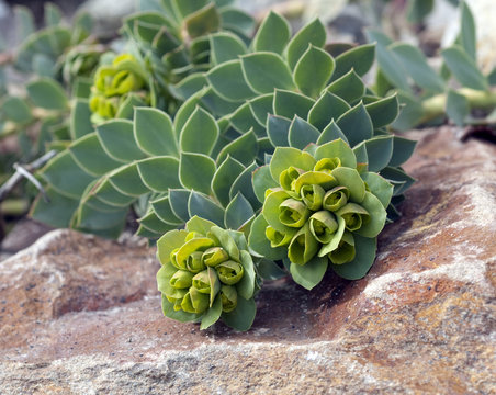 Walzen-Wolfsmilch, Euphorbia, myrsinites