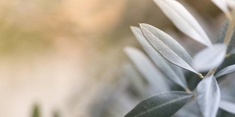 Obraz premium Olive tree photo background