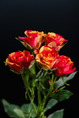 Fototapeta premium orange-red flower shrub rose on a black background