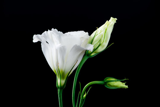 closeup of eustoma flower on a black background