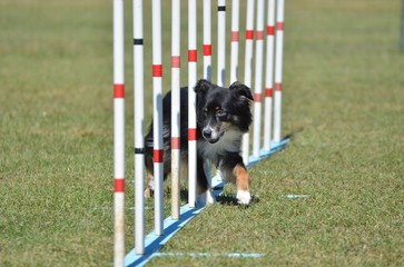Miniature American (formerly Australian) Shepherd at Dog Agility Trial
