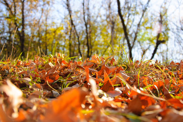 Yellow leaves on the ground in the fall
