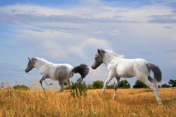 Fototapeta premium foals fun running on the field