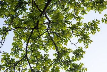 Green branches of the walnut tree