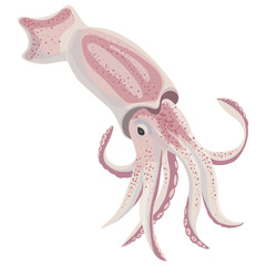 Vector image of squid
