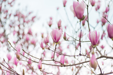 Pink Magnolia Flowers