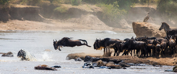 Wildebeests are crossing Mara river. Great Migration. Kenya. Tanzania. Masai Mara National Park.  - obrazy, fototapety, plakaty