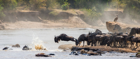 Wildebeests are crossing Mara river. Great Migration. Kenya. Tanzania. Masai Mara National Park. An excellent illustration. - obrazy, fototapety, plakaty