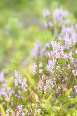 Obraz premium Pink common heather blossoming outdoors 