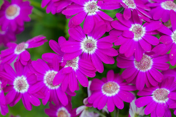 Obraz premium Beautiful Purple Flowers natural background