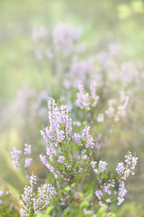 Pink common heather blossoming outdoors in forest