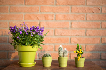 Succulent plants and violet flowers plant in green pots - brick wall background