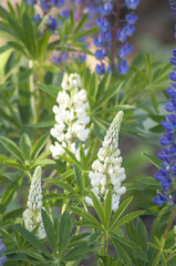 Lupin, lupine field with white and blue flowers
