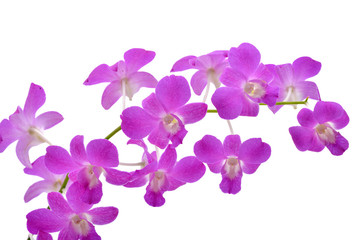 Fototapeta na wymiar Orchid flower isolated on white background