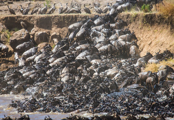 Wildebeests are crossing Mara river. Great Migration. Kenya. Tanzania. Masai Mara National Park. An excellent illustration.