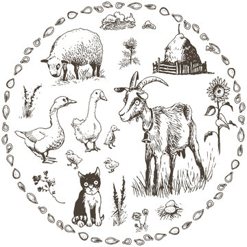 Set of hand drawn farm animals, vector illustration
