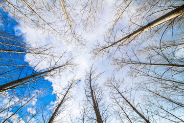 Obraz premium artificial poplar forest and sky - wide angle or under view