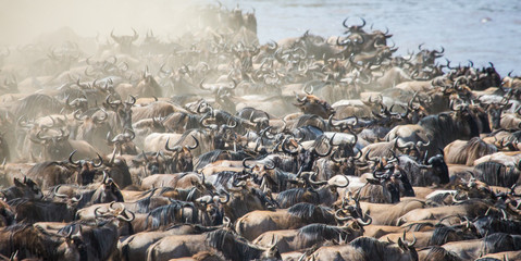 Big herd of wildebeest is about Mara River. Great Migration. Kenya. Tanzania. Masai Mara National Park. An excellent illustration.