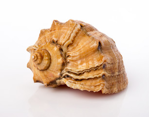 Ракушка на белом фоне.