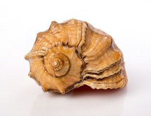 Ракушка на белом фоне.