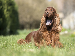 Funny Irish Setter dog yawning in the grass