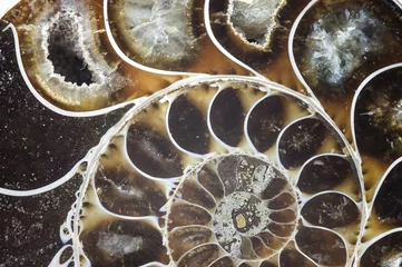 Foto auf Acrylglas Texturen Nautilus Ammonit Fossil Shell Makro Textur