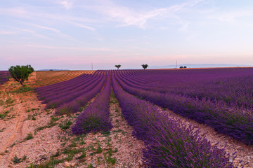 Obraz premium Beautiful colors purple lavender fields near Valensole, Provence