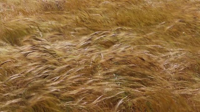 Closeup of dry grass moving on a wind in desert
