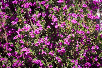 Obraz premium Bright small pink flowers