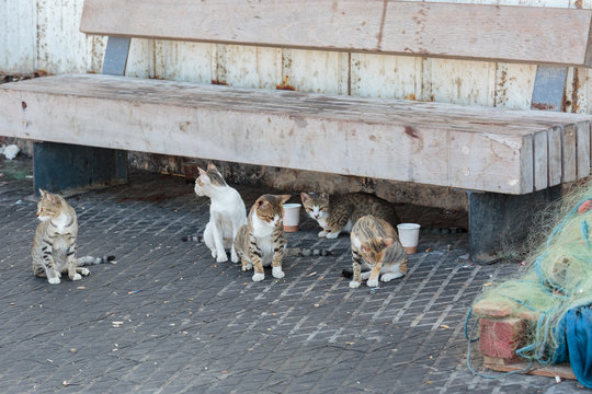 Five young homeless cats