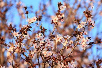 Plum tree with white flowers at sunset