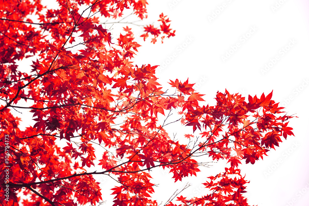 Wall mural japanese red maple leaf isolated on white background