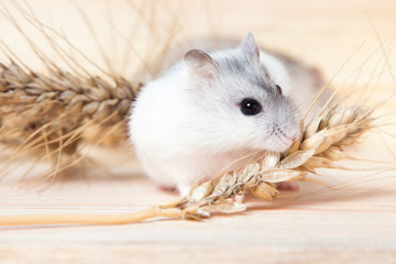 small Jungar hamster on a table with barley spikelets