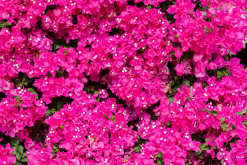 Dark pink bougainvilleas with small white flowers background