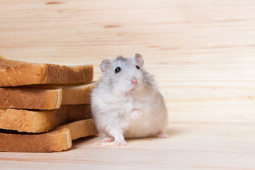 small Jungar hamster near the bread toasts