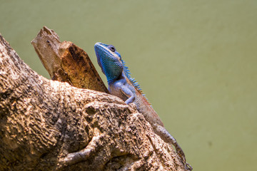 Iguana with blue head on tree